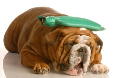 english bulldog with hot water bottle - suffer a migraine bulldog