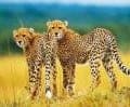 Onthego_africa_cheetas