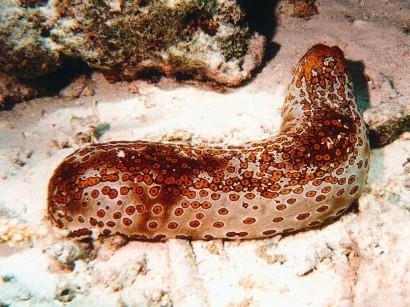Sea Cucumber Sea Cucumber