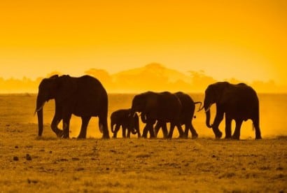 Elephants for Australia? Elephants for Australia?