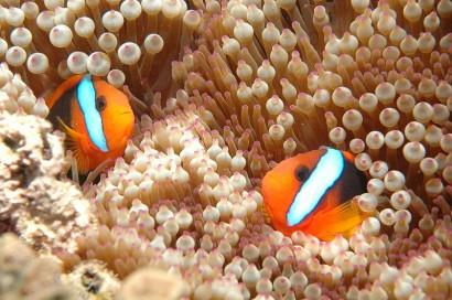 Clownfish, Great Barrier Reef