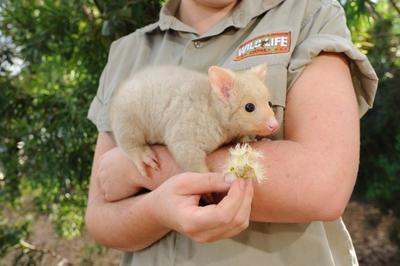 Rare baby golden possum comes out to play | Australian Times