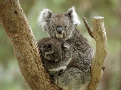 Koalas