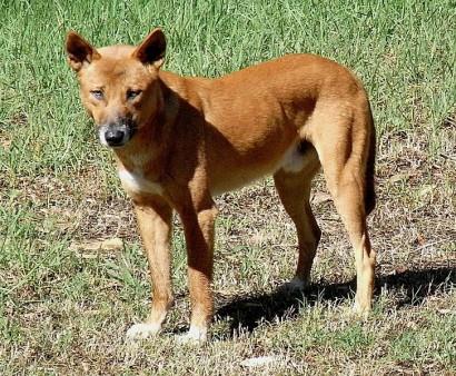dingo attack dingo attack