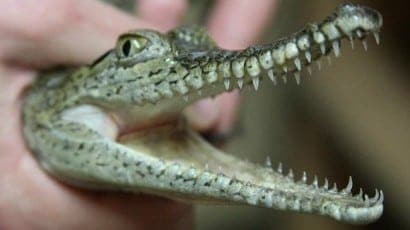 Drug raid croc in Sydney