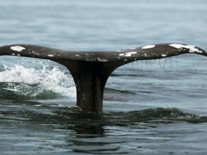 Whaling Whaling