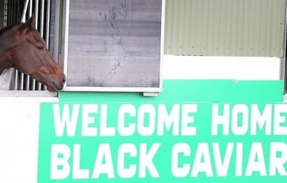Black Caviar Home