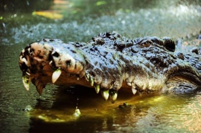 Crocodile Crocodile