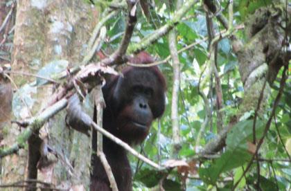 Borneo Borneo