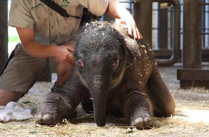 Mr Shuffles crushes zoo keeper Mr Shuffles crushes zoo keeper
