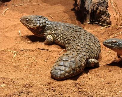 Shingleback Skink lizard
