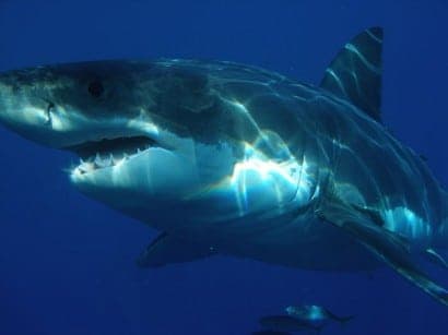 800px-Carcharodon_carcharias 800px-Carcharodon_carcharias