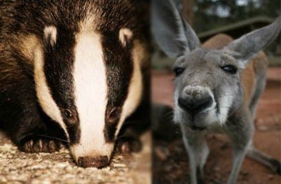 Culling practice of badgers and kangaroo Culling practice of badgers and kangaroo