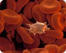 platelet donation platelet donation