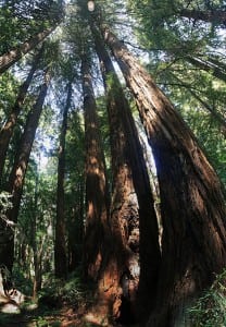 Redwood_trees_in_Muir_Woods_National_Monument,_just_outside_San_Francisco,_California
