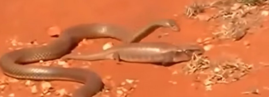 Deadly dance between a Blue Tongue lizard and King Brown snake [VIDEO]