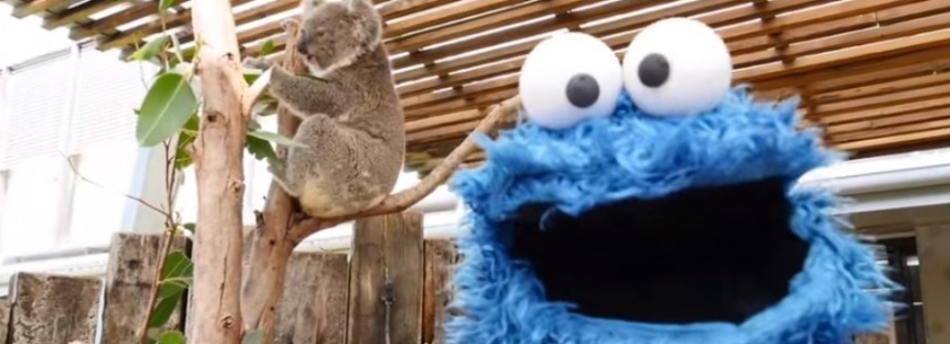 Cookie Monster meets koalas at Taronga Zoo [VIDEO]