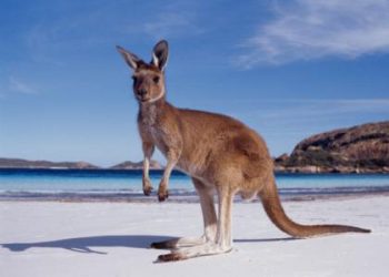 Move_To_Australia_Kangaroo