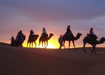 Morocco camels