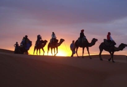 Morocco camels
