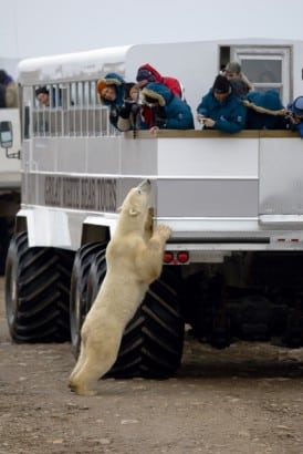 Manitoba polar bears