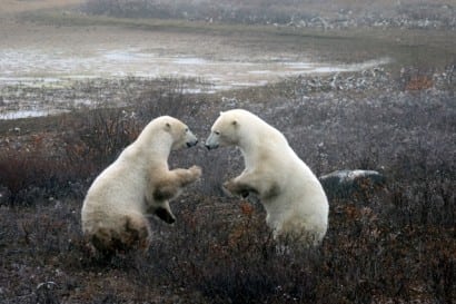 Polar bears exercising
