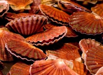 Hand dived scallops