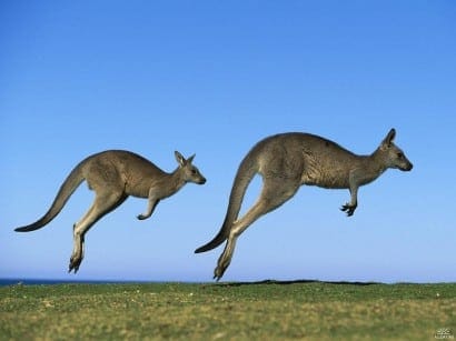 Hopping Kangaroos