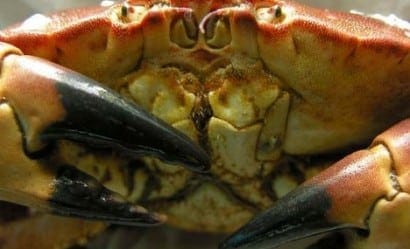 Cromer Crab