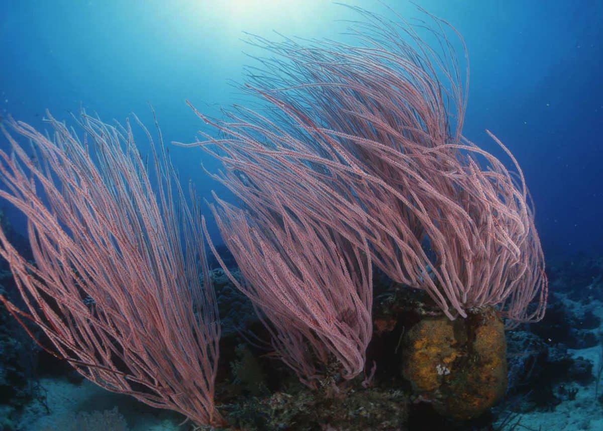 Great Barrier Reef - underwater image