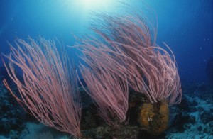 Great Barrier Reef - underwater image