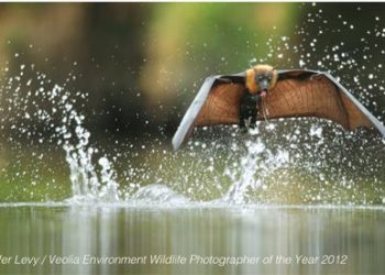 Ofer Levy / Veolia Environment Wildlife Photographer of the Year 2012
