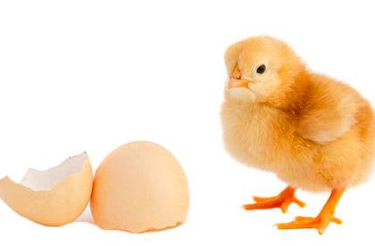 What was before a Chicken or Egg?