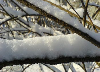 800px-Fresh_snow