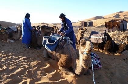 sahara_camels_pic