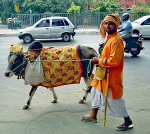 Cow on Delhi street travel piece