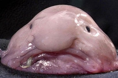Blobfish wins world's ugliest animal