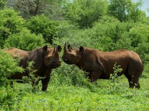 A pair of black rhino warily keep a lookout Africa safari