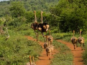 Ostriches on the move africa safari