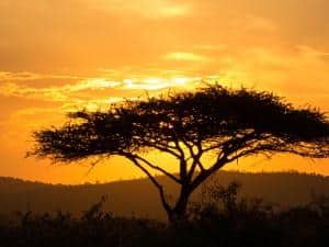 Quintessential African sunset