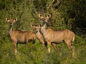 Three kudu females on the alert