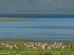 Zebra are just some of the animals that congregate near the water's edge of Jozini dam africa safari