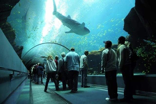georgia aquarium 