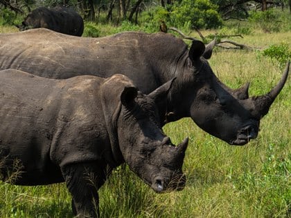 Rhinos at Hluhluwe-iMfolozi Game Reserve