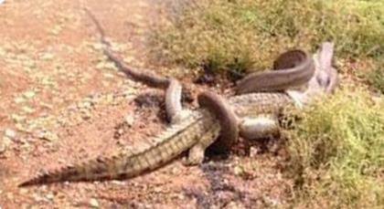 Snake eating crocodile in australia - 2