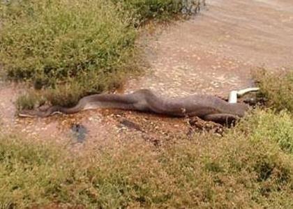 Snake eating crocodile in australia -3