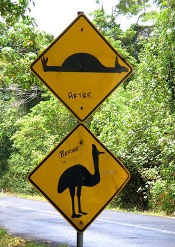 cassowary funny sign australia