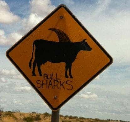 funny bull sharks sign
