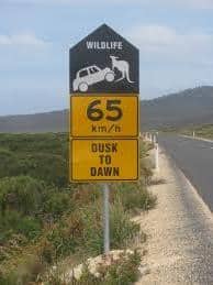 wildlife tasmania