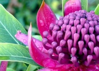 Australia flower - Aussie garden at Hampton Court Palace Flower Show